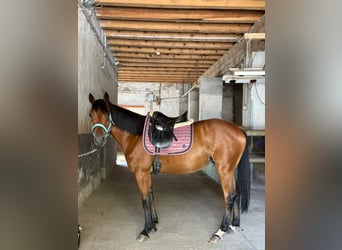 Kłusak francuski Mix, Wałach, 8 lat, 150 cm, Gniada