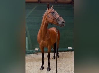 Kłusak francuski, Wałach, 9 lat, 160 cm, Gniada