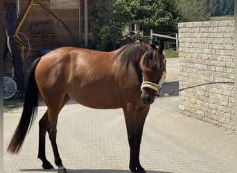 Kłusak niemiecki, Klacz, 3 lat, 153 cm, Gniada