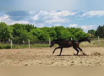Kłusak niemiecki, Klacz, 3 lat, 160 cm, Ciemnogniada