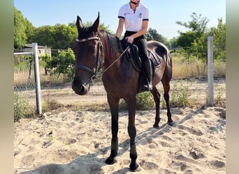 Kłusak niemiecki, Klacz, 3 lat, 160 cm, Ciemnogniada