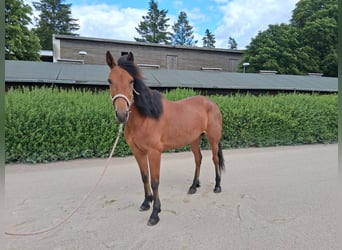 Kłusak niemiecki, Klacz, 7 lat, 155 cm, Gniada
