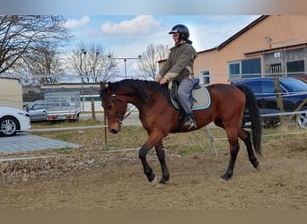 Kłusak niemiecki, Wałach, 4 lat, 155 cm, Gniada
