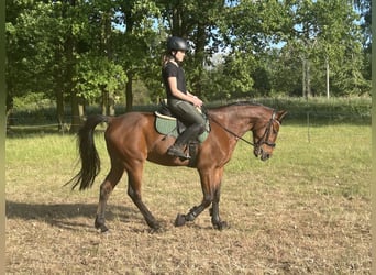 Kłusak niemiecki, Wałach, 5 lat, 160 cm, Ciemnokasztanowata