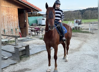 Kłusak niemiecki, Wałach, 5 lat, 167 cm, Kasztanowata