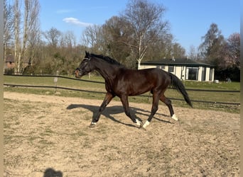 Kłusak niemiecki, Wałach, 5 lat, 176 cm, Skarogniada