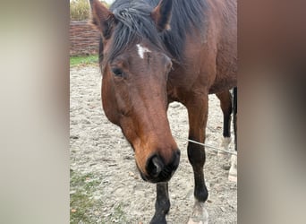 Kłusak niemiecki, Wałach, 6 lat, 160 cm, Gniada