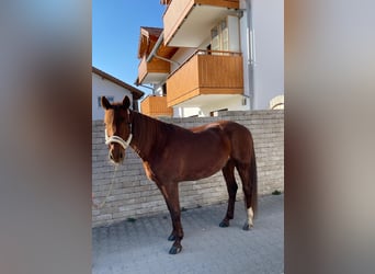 Kłusak niemiecki, Wałach, 6 lat, 160 cm, Kasztanowata