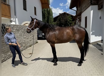 Kłusak niemiecki, Wałach, 6 lat, 169 cm, Ciemnogniada