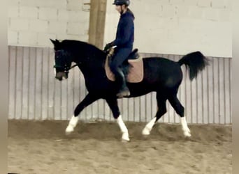 KWPN, Caballo castrado, 10 años, 153 cm, Negro