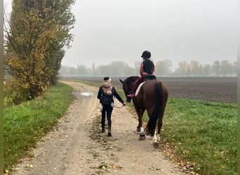 KWPN, Caballo castrado, 10 años, 158 cm, Alazán-tostado