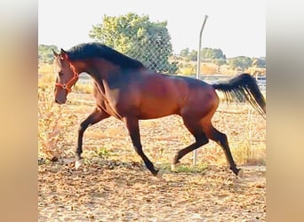 KWPN, Caballo castrado, 10 años, 163 cm, Castaño