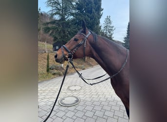 KWPN, Caballo castrado, 10 años, 163 cm, Castaño