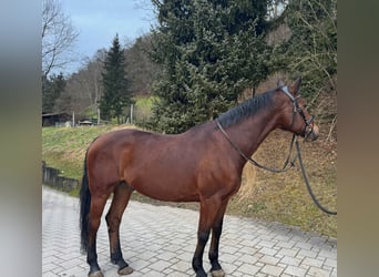 KWPN, Caballo castrado, 10 años, 163 cm, Castaño