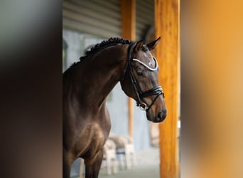 KWPN, Caballo castrado, 10 años, 164 cm, Castaño oscuro