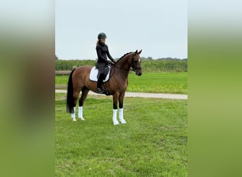 KWPN, Caballo castrado, 10 años, 165 cm, Castaño