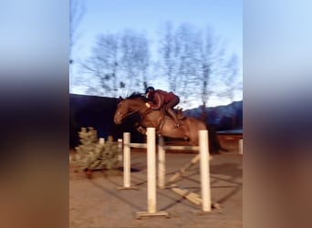 KWPN, Caballo castrado, 10 años, 166 cm, Castaño