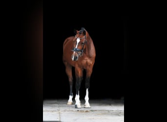 KWPN, Caballo castrado, 10 años, 166 cm, Castaño oscuro