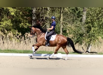 KWPN, Caballo castrado, 10 años, 167 cm, Castaño