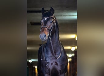 KWPN, Caballo castrado, 10 años, 167 cm, Morcillo