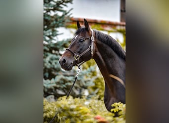 KWPN, Caballo castrado, 10 años, 167 cm, Morcillo
