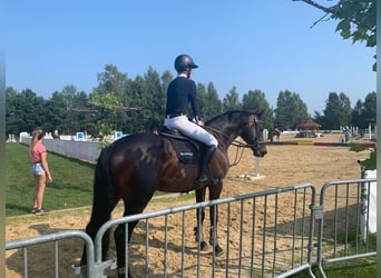 KWPN, Caballo castrado, 10 años, 167 cm, Morcillo