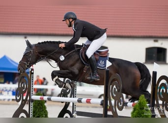 KWPN, Caballo castrado, 10 años, 167 cm, Morcillo