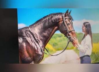 KWPN, Caballo castrado, 10 años, 167 cm, Morcillo
