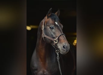 KWPN, Caballo castrado, 10 años, 167 cm, Morcillo