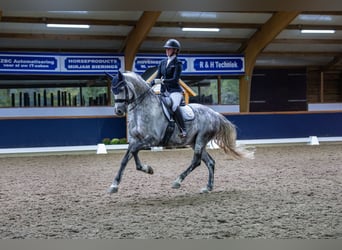 KWPN, Caballo castrado, 10 años, 167 cm, Tordo