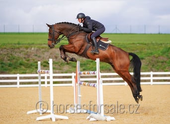KWPN, Caballo castrado, 10 años, 168 cm, Castaño