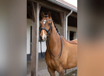 KWPN Mestizo, Caballo castrado, 10 años, 168 cm, Castaño rojizo