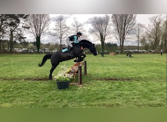 KWPN, Caballo castrado, 10 años, 168 cm, Negro