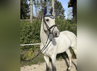 KWPN, Caballo castrado, 10 años, 168 cm, Tordo