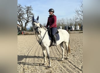 KWPN, Caballo castrado, 10 años, 168 cm, Tordo