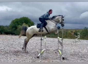 KWPN, Caballo castrado, 10 años, 168 cm, Tordo