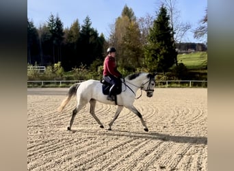 KWPN, Caballo castrado, 10 años, 168 cm, Tordo