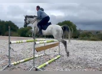 KWPN, Caballo castrado, 10 años, 168 cm, Tordo