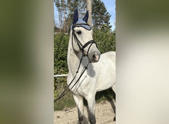 KWPN, Caballo castrado, 10 años, 168 cm, Tordo