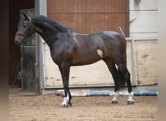 KWPN, Caballo castrado, 10 años, 169 cm, Castaño