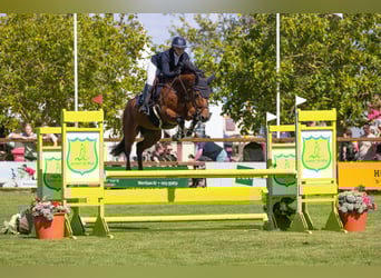 KWPN, Caballo castrado, 10 años, 169 cm, Castaño