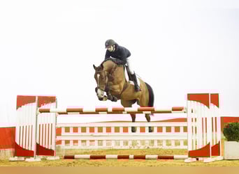 KWPN, Caballo castrado, 10 años, 170 cm