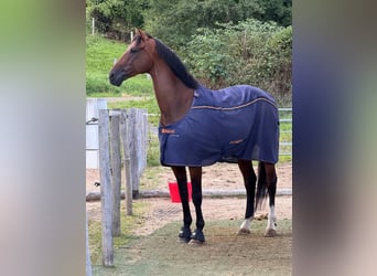 KWPN, Caballo castrado, 10 años, 170 cm, Castaño