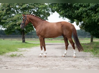 KWPN, Caballo castrado, 10 años, 170 cm, Castaño claro