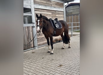 KWPN, Caballo castrado, 10 años, 170 cm, Castaño oscuro