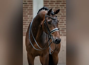 KWPN, Caballo castrado, 10 años, 170 cm, Castaño oscuro