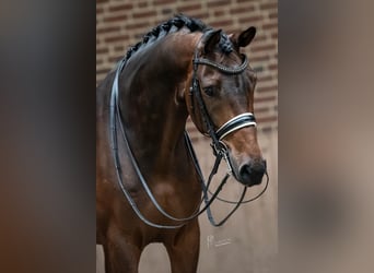 KWPN, Caballo castrado, 10 años, 170 cm, Castaño oscuro