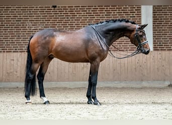 KWPN, Caballo castrado, 10 años, 170 cm, Castaño oscuro