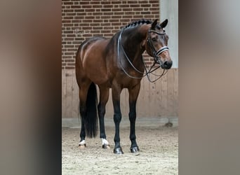 KWPN, Caballo castrado, 10 años, 170 cm, Castaño oscuro