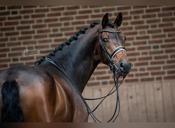 KWPN, Caballo castrado, 10 años, 170 cm, Castaño oscuro